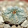 AZTEKIUM ritteri, 1,9 cm, 5 cm pot, SEEDLING