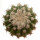 DISCOCACTUS placentiformis aff. RNK 108 grows with U. eriocactoides RNK 99, Serra do Espinhaco, Mg.,