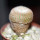 YAVIA cryptocarpa, rooted offset