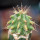 ASTROPHYTUM caput - medusae + Ferocactus glaucescens, chimera, clone S1