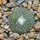 BLOSSFELDIA pedicellata, seedling