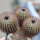 UEBELMANNIA pectinifera var. crebrispina RNK 69, nov. prov., seedling