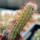 AUSTROCACTUS bertinii PHA 2147, seedling