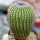 UEBELMANNIA pectinifera aff. f. nova RNK 105, first time offered !