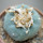 LOPHOPHORA williamsii var. fricii, San Pedro, seedling 