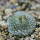 BLOSSFELDIA pedicellata, seedling