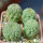 TRICHOCAULON similis, 4x seedlings