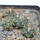 TURBINICARPUS bonatzii, 4 pieces, one 6,5 cm pot, SEEDLINGS