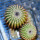 UEBELMANNIA pectinifera aff. f. nova, RNK 105, 2 x SEEDLINGS
