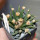 ARIOCARPUS agavoides PP 208, Tula ex Pavlík. 5 cm pot, 10 years old seedling
