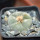 LOPHOPHORA williamsii PP 869, Sierra de la Paila ex Pavlik, 5 cm pot, SEEDLING