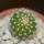 UEBELMANNIA meninensis x pectinifera, seedling