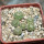 STROMBOCACTUS disciformis ssp. esperanzae VM 291, Xichu, 5 cm pot, 6 x SEEDLINGS