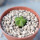 AZTEKIUM valdezii GCG 10893, 1 cm, Loma Alta, NL., Mex., SEEDLING