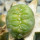 LOPHOPHORA alberto-vojtechii f. cristate, 2 cm