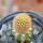BRACHYCEREUS nesioticus clone F, 2,4 cm, grafted offset