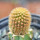 BRACHYCEREUS nesioticus clone F, 2,4 cm, grafted offset