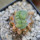LOPHOPHORA alberto-vojtechii f. cristata, grafted