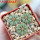 AZTEKIUM ritteri f. intercostatum GCG 10888, 3 pcs., 1,6 - 1,7 cm, 5 cm pot, SEEDLINGS