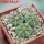 AZTEKIUM ritteri f. intercostatum GCG 10888, 3 pcs., 1,7 - 1,8 cm, 5 cm pot, SEEDLINGS