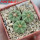 AZTEKIUM ritteri f. intercostatum GCG 10888, 3 pcs., 1,7 - 1,8 cm, 5 cm pot, SEEDLINGS