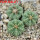 AZTEKIUM ritteri f. intercostatum GCG 10888, 3 pcs., 1,7 - 1,8 cm, 5 cm pot, SEEDLINGS