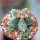 AZTEKIUM valdezii GCG 10893, clone F, own roots, 5,5 cm pot, rooted offset  