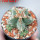 AZTEKIUM valdezii GCG 10893, clone F, own roots, 5,5 cm pot, rooted offset  