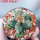 AZTEKIUM valdezii GCG 10893, clone F, own roots, 5,5 cm pot, rooted offset  