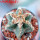 AZTEKIUM valdezii GCG 10893, clone B, own roots, 5,5 cm pot, rooted offset  