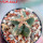 AZTEKIUM valdezii GCG 10893, clone D, own roots, 5,5 cm pot, rooted offset