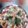 AZTEKIUM valdezii GCG 10893, clone D, own roots, 5,5 cm pot, rooted offset