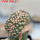 GYMNOCALYCIUM spegazzinii var. unguispinum SL 44b f. cristate, grafted SEEDLING