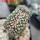 GYMNOCALYCIUM spegazzinii var. unguispinum SL 44b f. cristate, grafted SEEDLING