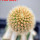 BRACHYCEREUS nesioticus clone P1, 7 cm pot, grafted