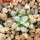 MAMMILLARIA bertholdii GCG 10006, 5 cm pot, SEEDLING