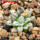 MAMMILLARIA bertholdii GCG 10006, 5 cm pot, SEEDLING