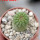 TRICHOCAULON similis, 5 cm pot, seedling