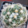 DISCOCACTUS petr-halfari MH 725, SEEDLING