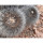 COPIAPOA  x C. cinerea var. tenebrosa GCG 15043, selection, copyright Gerardo Snicer