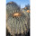 COPIAPOA  x C. cinerea var. tenebrosa GCG 15043, selection, copyright Gerardo Snicer