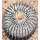 COPIAPOA columna - alba GCG, copyright Gerardo Snicer