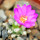 MAMMILLARIA bertholdii GCG 10006, 5 cm pot, SEEDLING