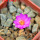 MAMMILLARIA bertholdii GCG 10006, 5 cm pot, SEEDLING