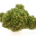 TRICHOCAULON dintheri (marlothii), illustrative photo
