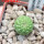 TRICHOCAULON dintheri (marlothii), 6 cm pot , SEEDLING
