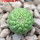 TRICHOCAULON dintheri (marlothii), 6 cm pot , SEEDLING