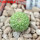 TRICHOCAULON dintheri (marlothii), 6 cm pot , SEEDLING