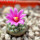STROMBOCACTUS esperanzae var. nova long spines, SN 2014.0201, 5 cm pot, flowering SEEDLING