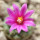 STROMBOCACTUS esperanzae var. nova long spines, SN 2014.0201, 5 cm pot, flowering SEEDLING